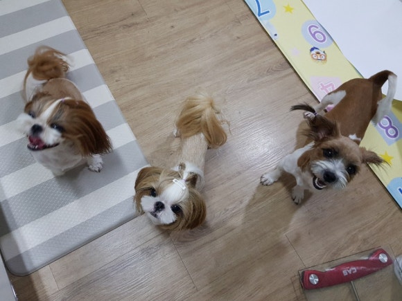 자두케이크 이미지