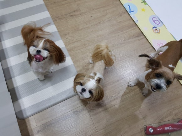자두케이크 이미지