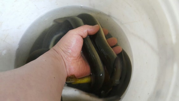임진강민물장어 이미지