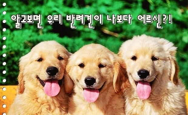 한별 도그파크 이미지