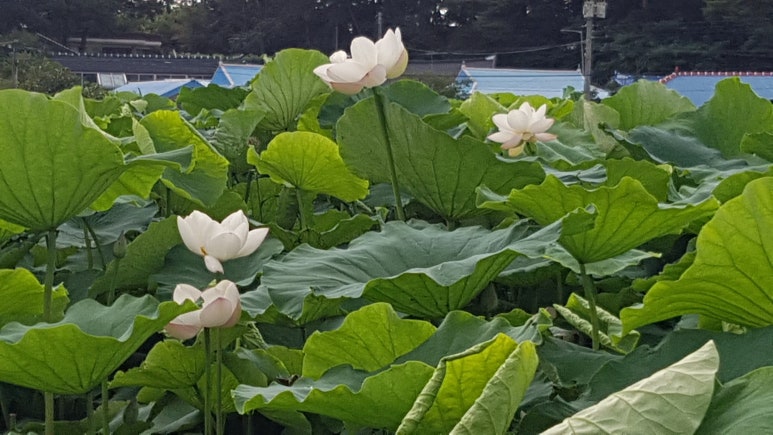 명당연향 이미지