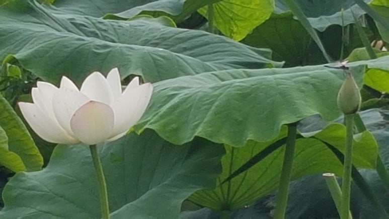 명당연향 이미지