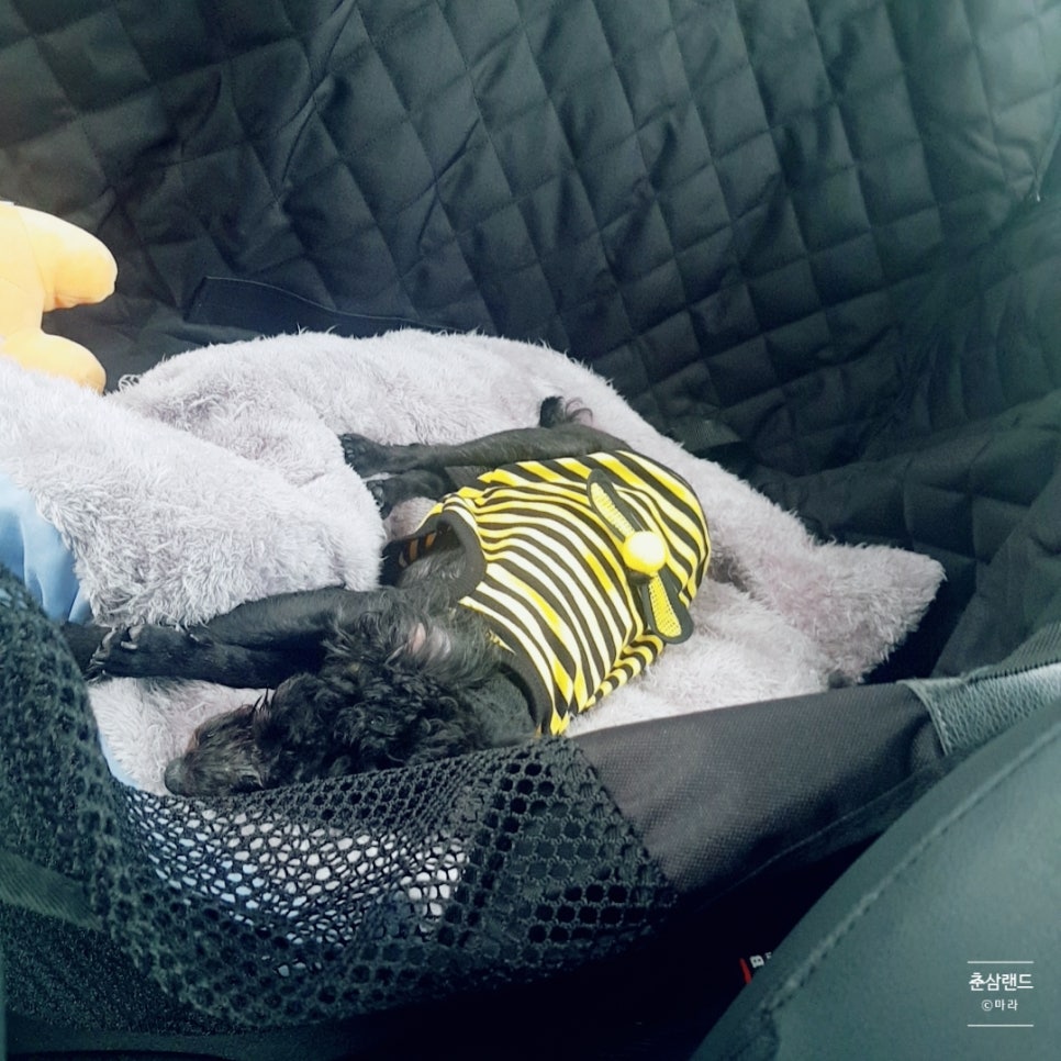 궁상각치우 이미지