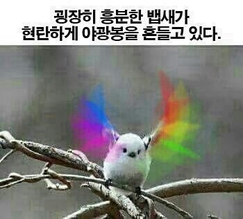 롤롤 이미지