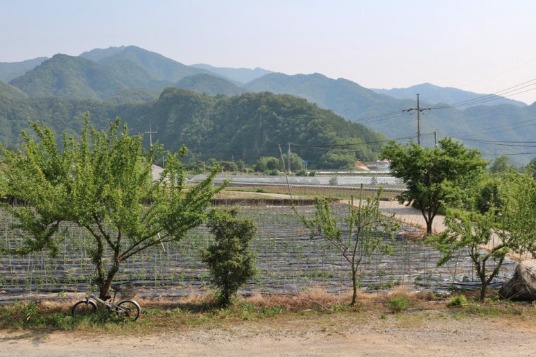 별마로버섯 이미지