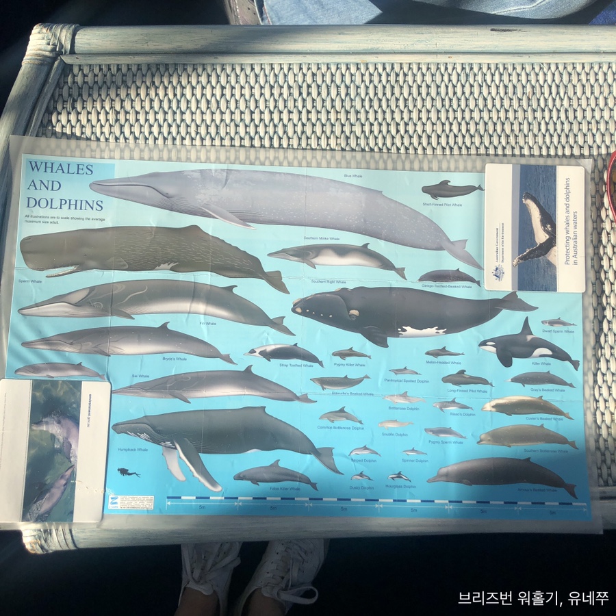골드웨일 이미지