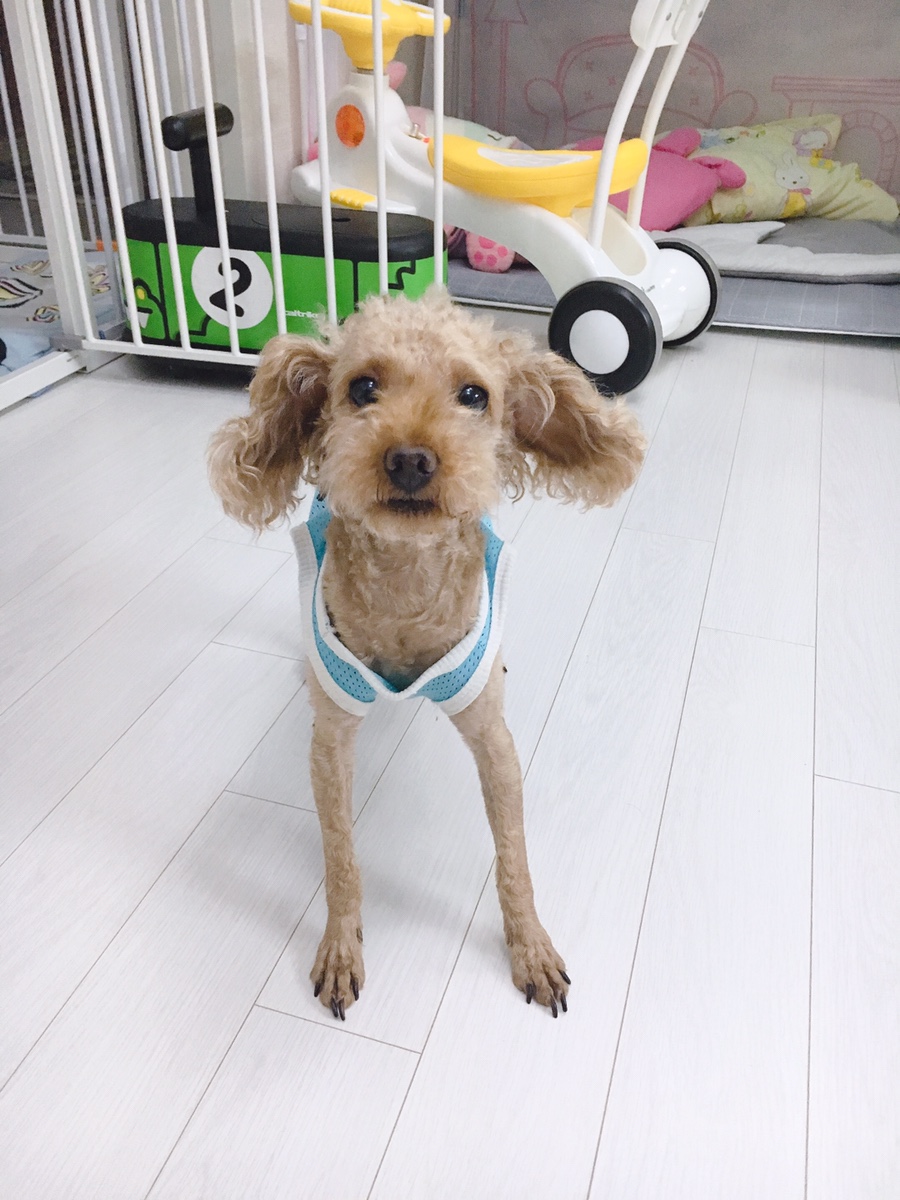그린도그 이미지