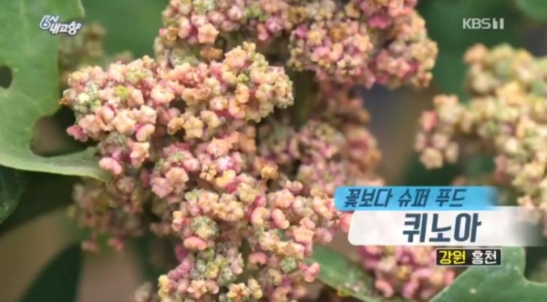 강원슈퍼푸드 이미지