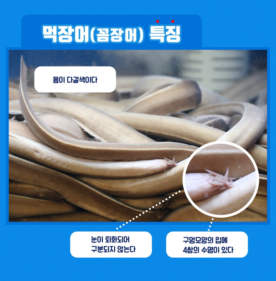 꼼지락장어 이미지