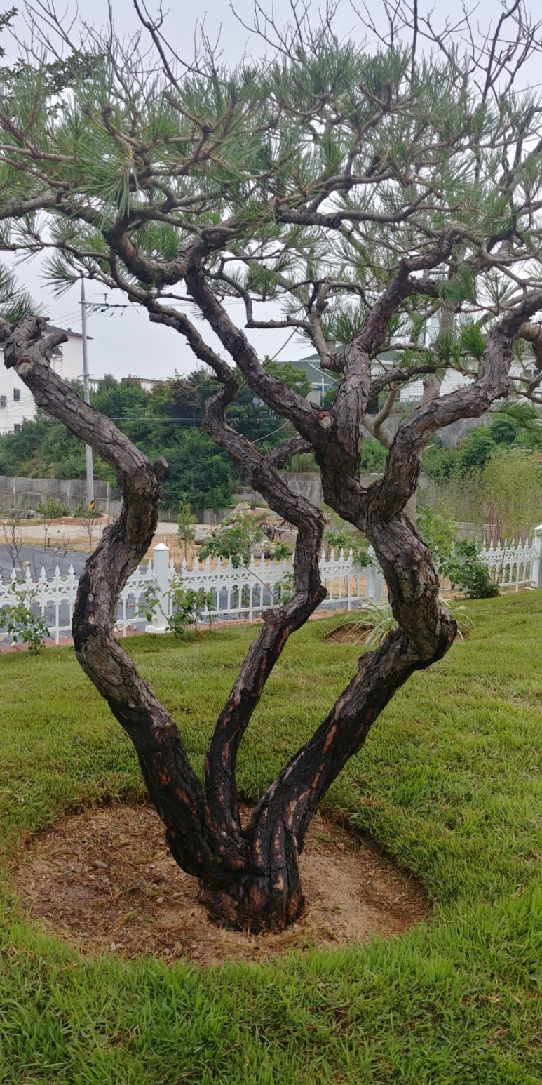태경조경 이미지
