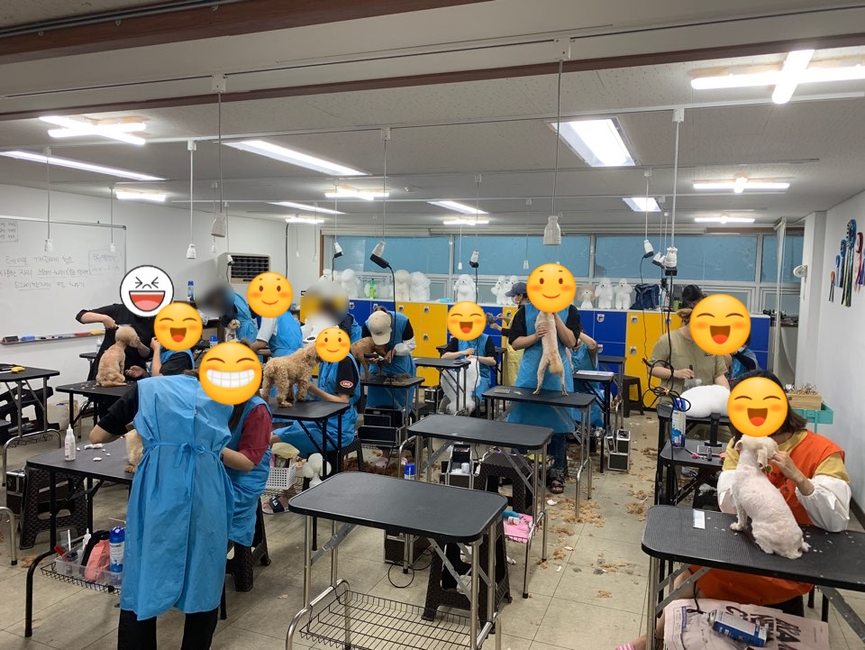 강북에이스애견미용학원 이미지