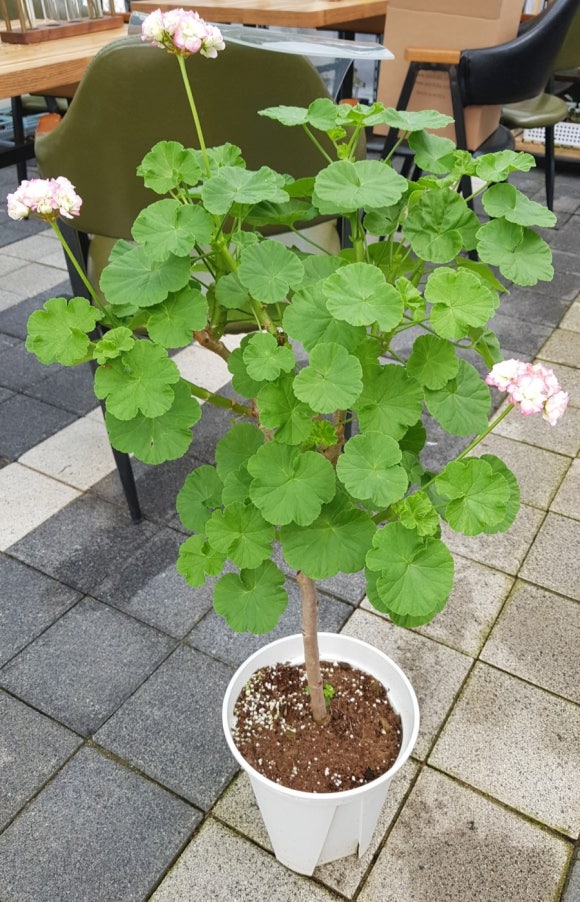 예뻐지는중 이미지