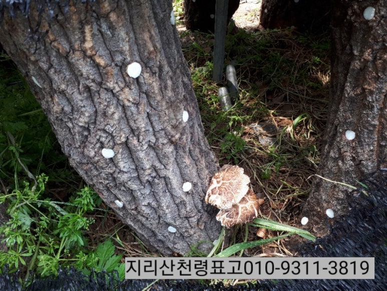 지리산천령표고농원 이미지