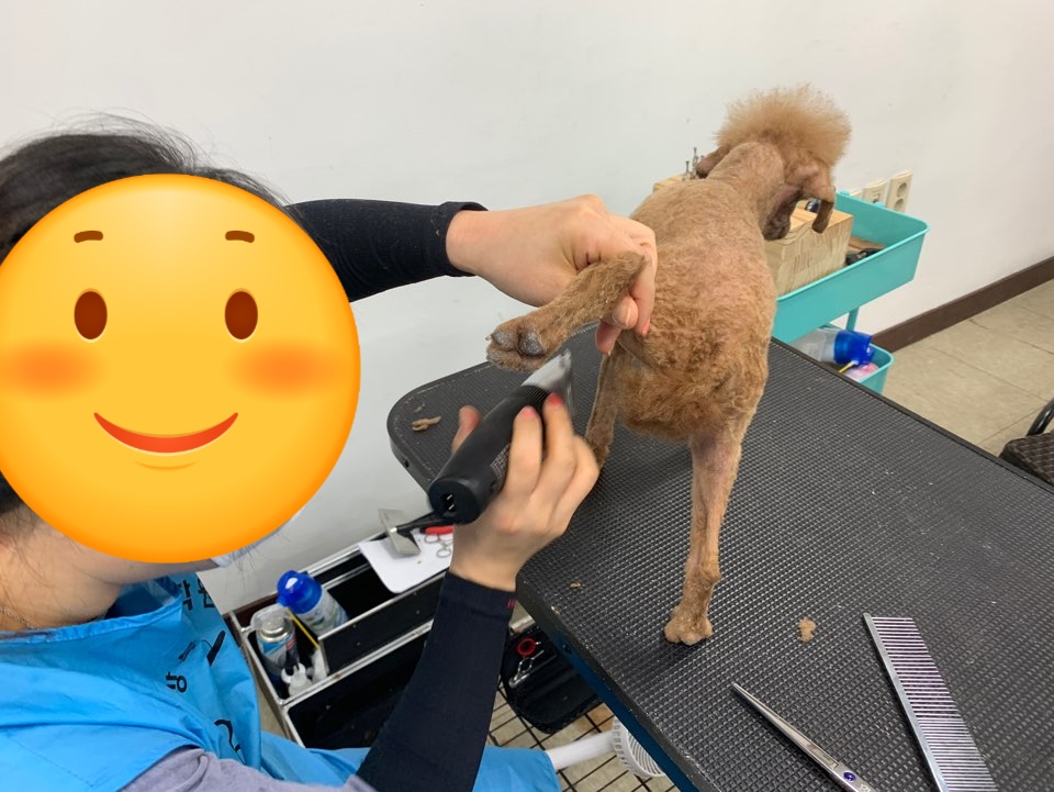 강북에이스애견미용학원 이미지