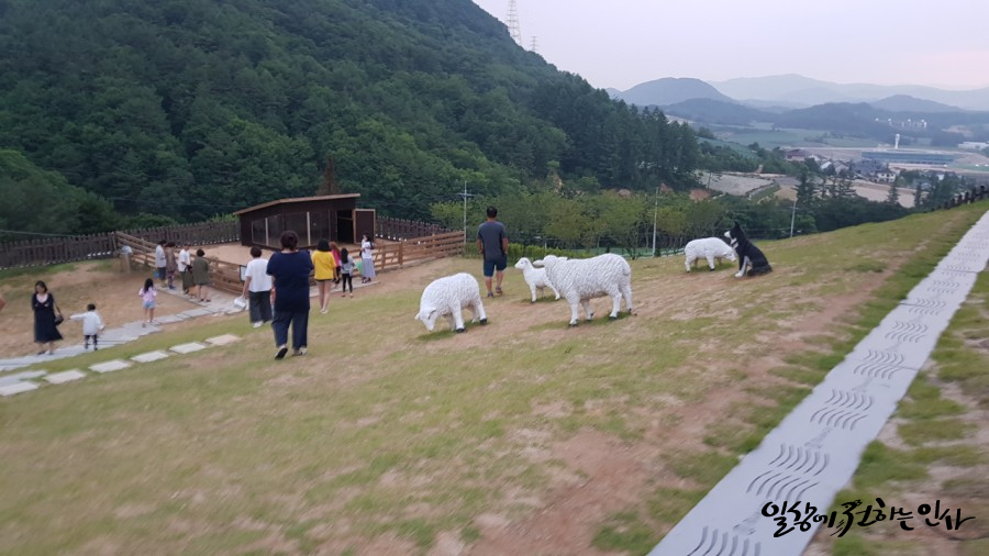 법인대관령순수양떼목장 이미지