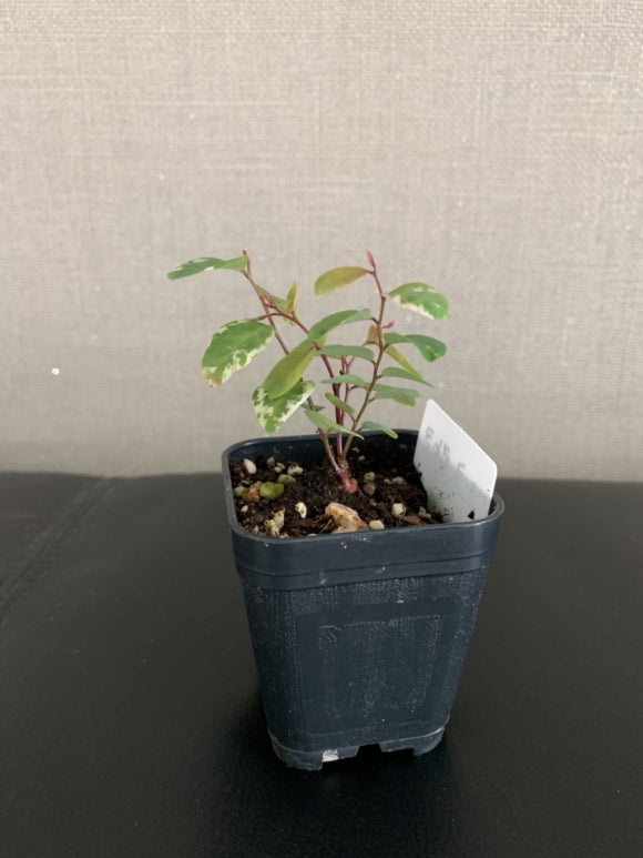 큐티수피아 이미지