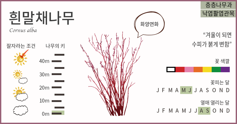 마이트리 이미지