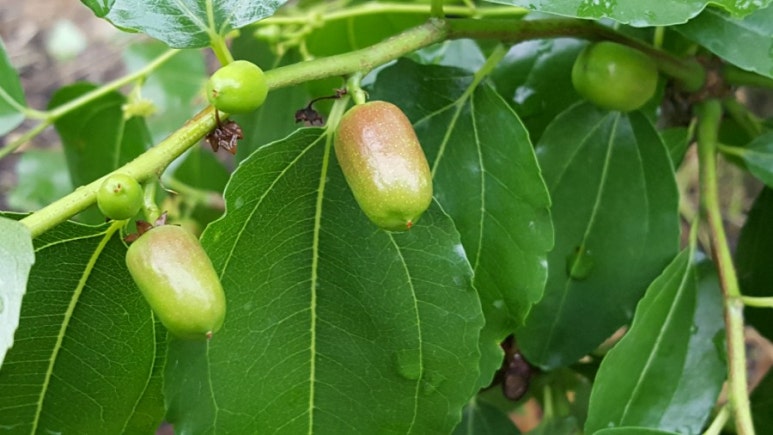 보은아지매 이미지