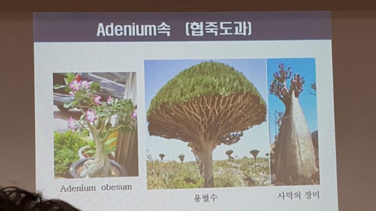 보은아지매 이미지