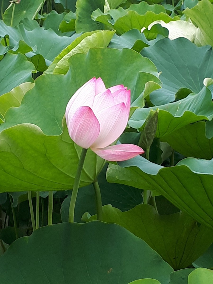 연꽃농원 이미지