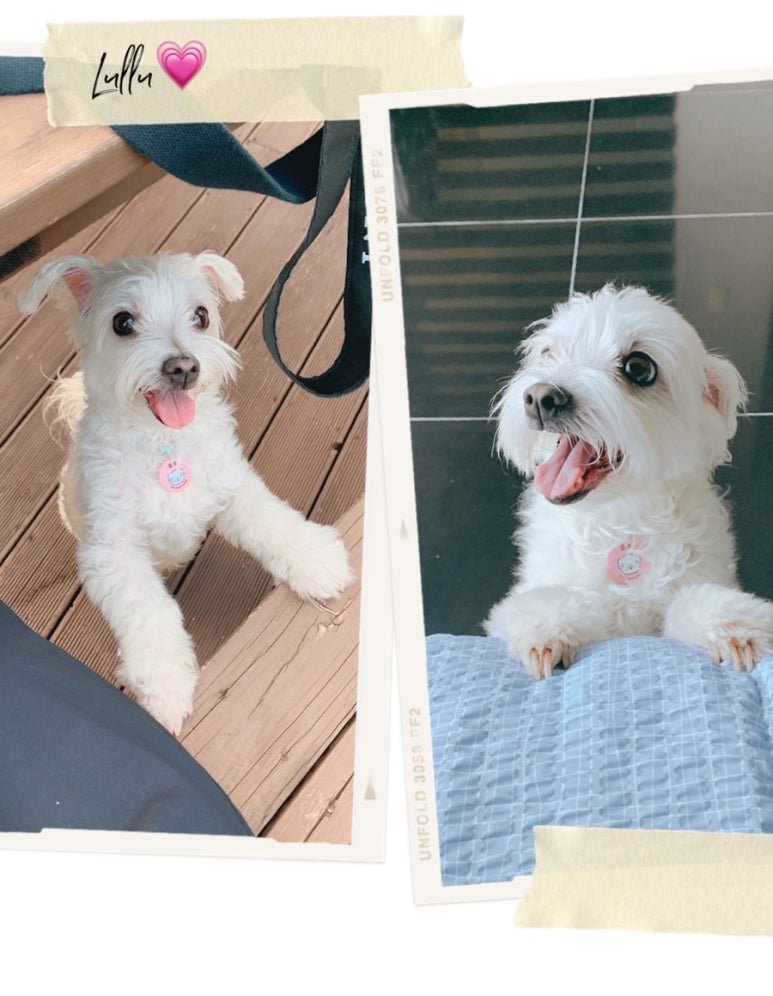 리틀왈츠 이미지