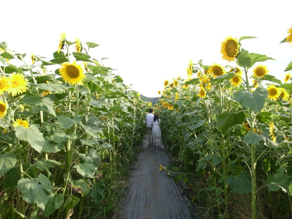 해바라기농산 이미지