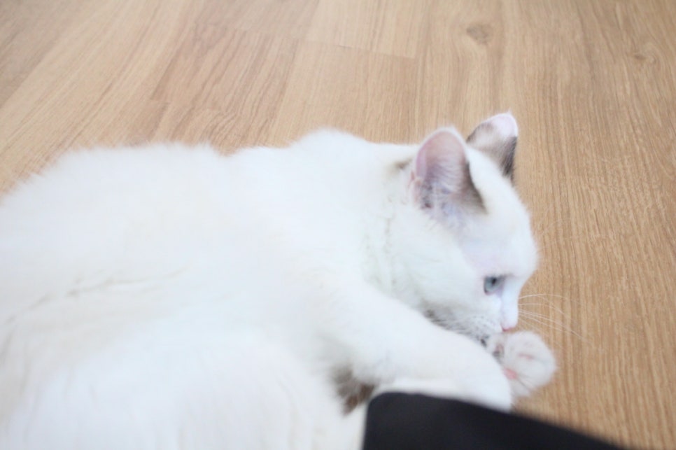 캣츠호텔 이미지