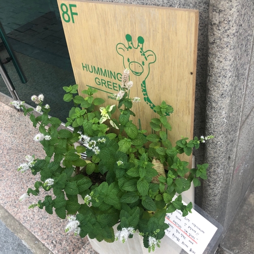 허밍그린 이미지