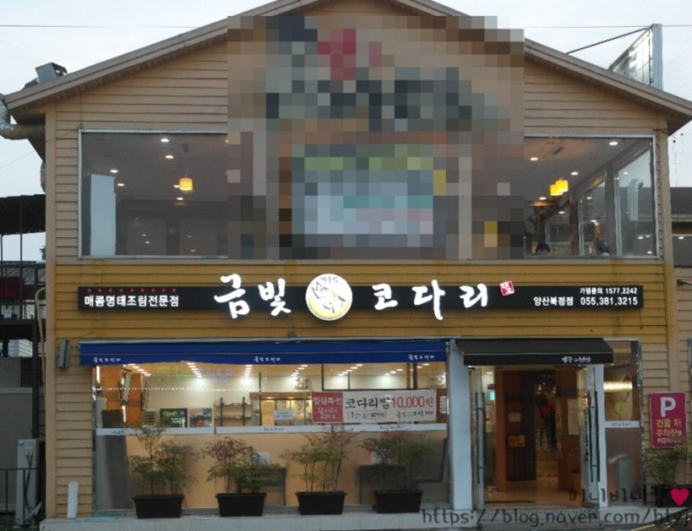 금빛코다리 이미지