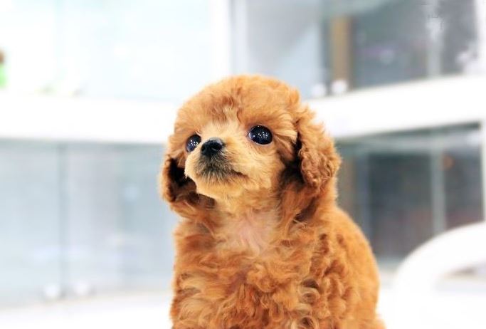 수엔유 이미지