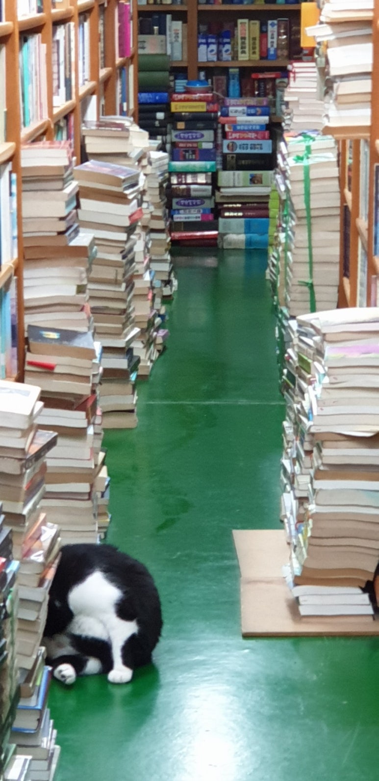 고구마책방 이미지