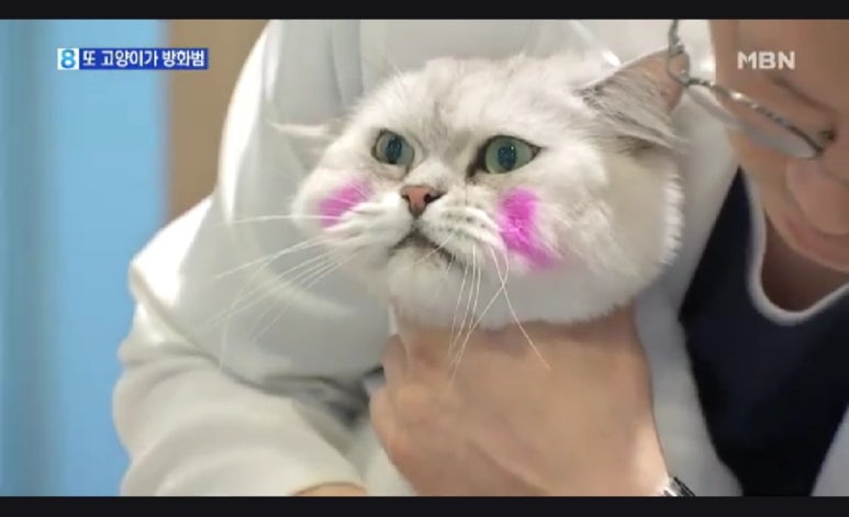 고파 이미지