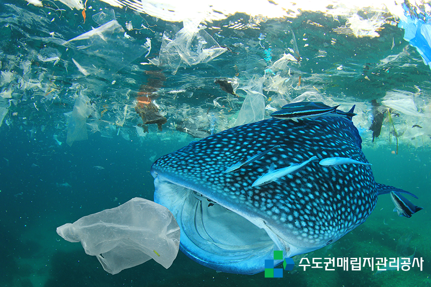 에코레저 이미지