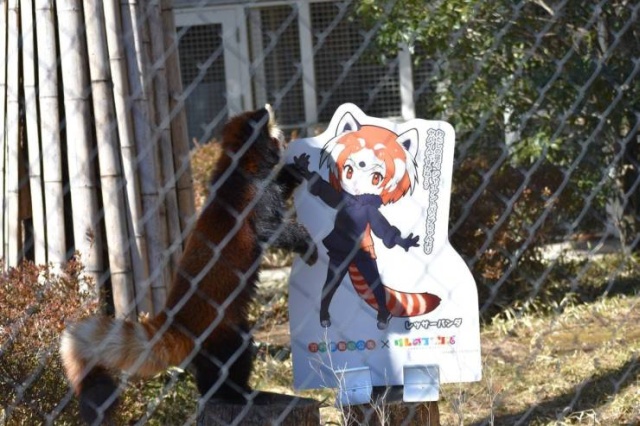 레서 이미지