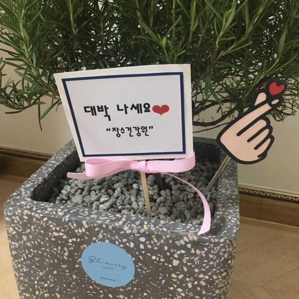 블루메리플라워 이미지
