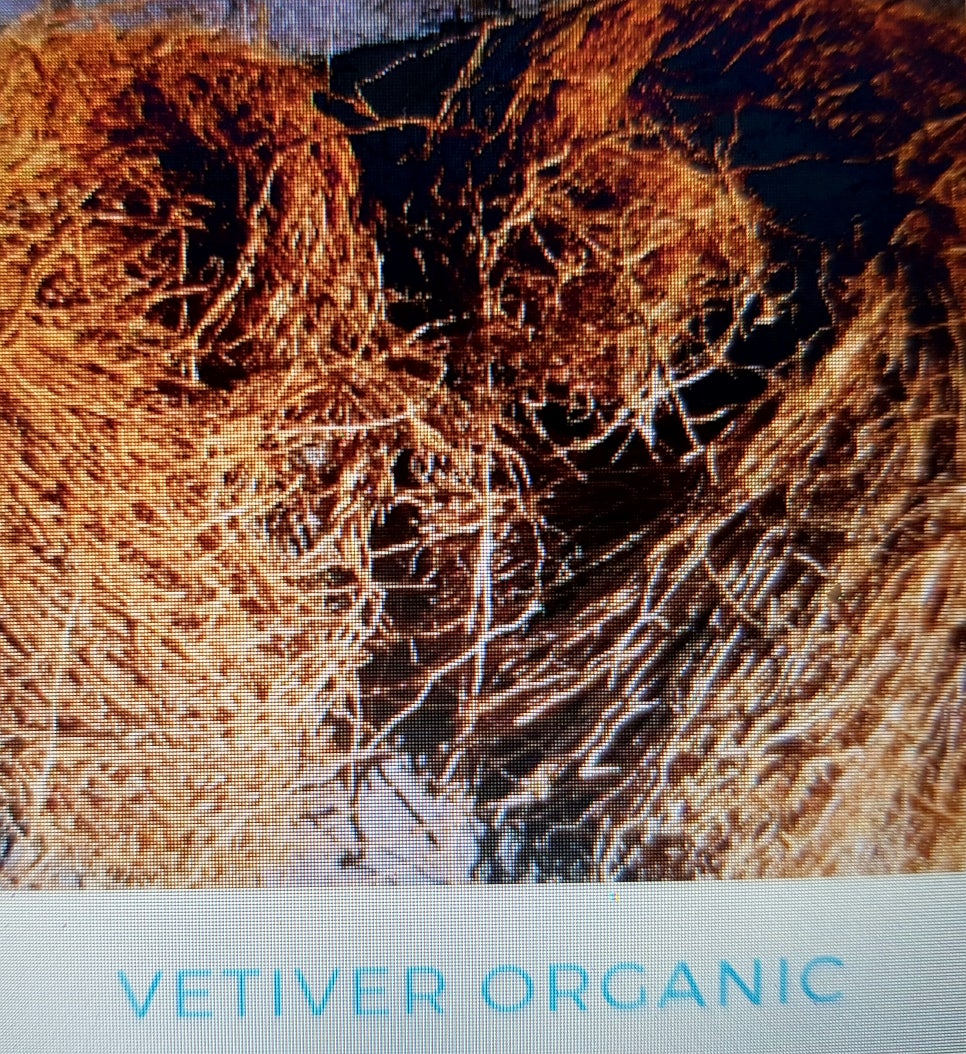 베티버(vetiver) 이미지