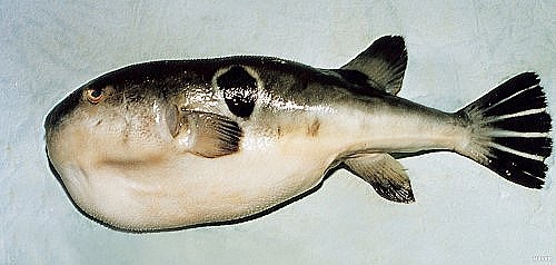 복국집뽁찌 이미지