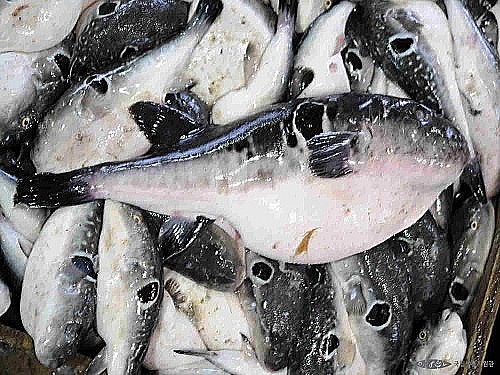 복국집뽁찌 이미지