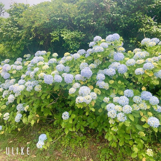 상귀리아 이미지