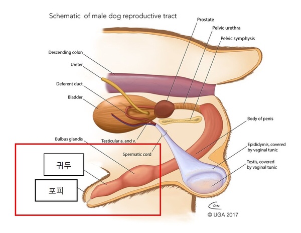 자주고름 이미지