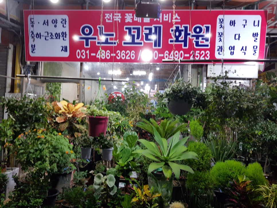 우노꼬레 이미지