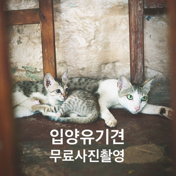 홍차부부사진가게 이미지