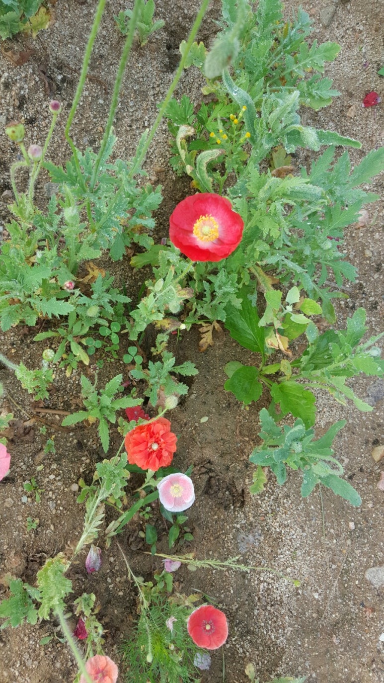 대관령엘도라도펜션 이미지