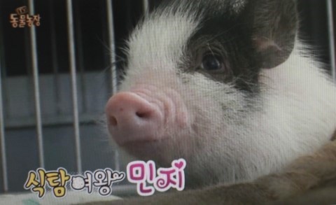 찹쌀꽈배기엔핫도그 이미지