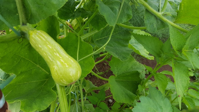 (주)아주농장 이미지
