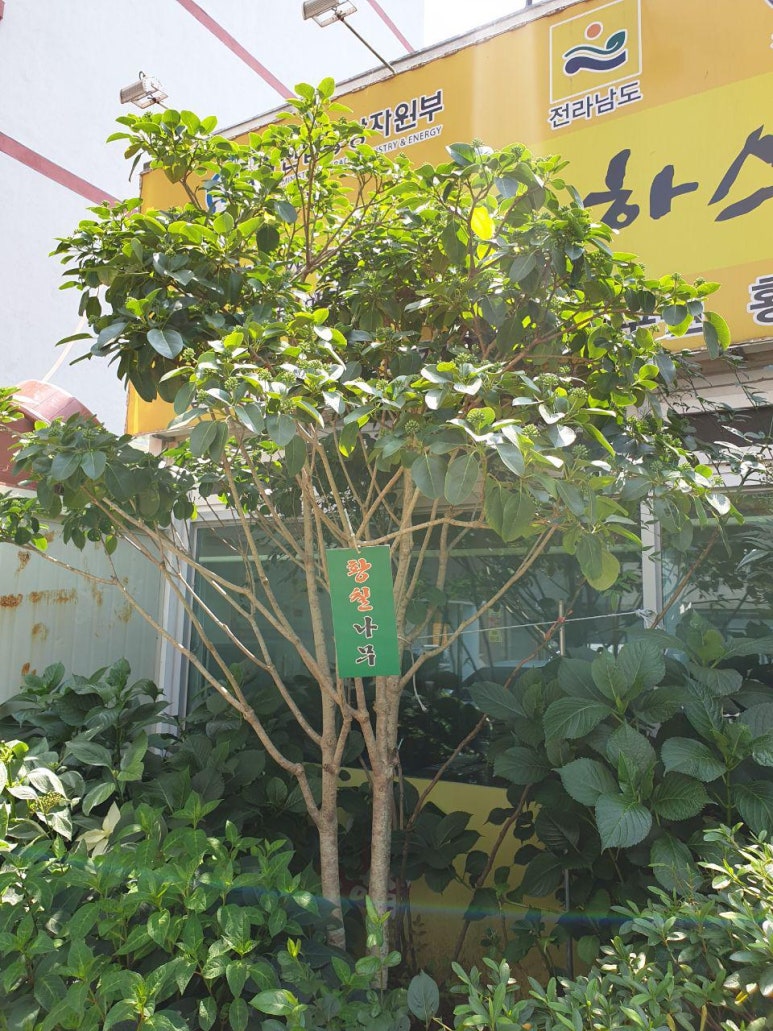 로하스황칠오리 이미지