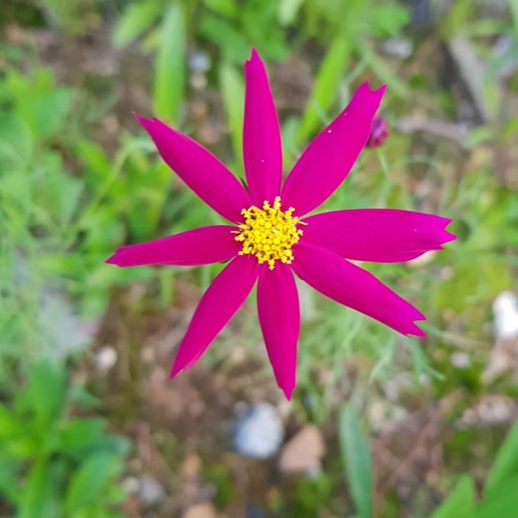 숙이국수 이미지
