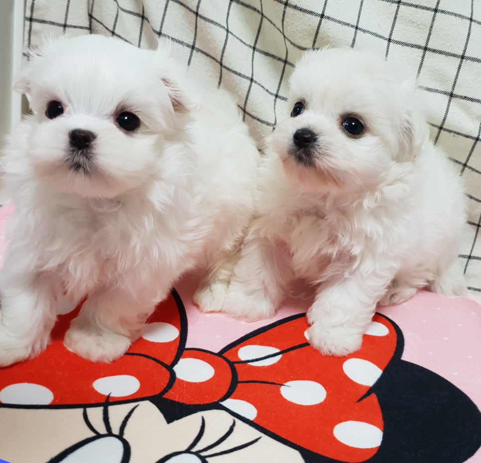 허니멍 이미지