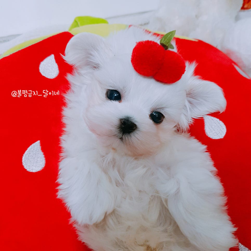 허니멍 이미지