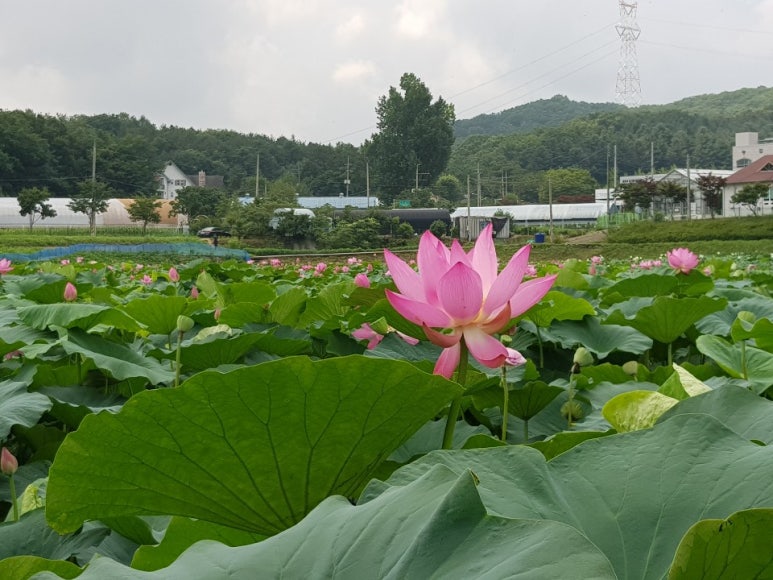 내동마을 이미지